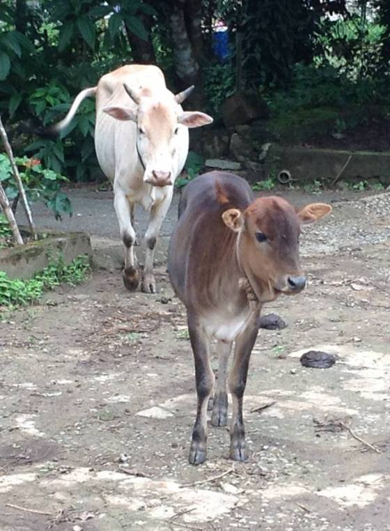 This calf and cow showed special attention to MohanJi 