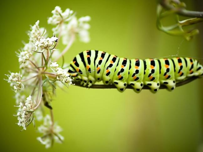 Caterpillar - 24 Gurus of Lord Dattatreya